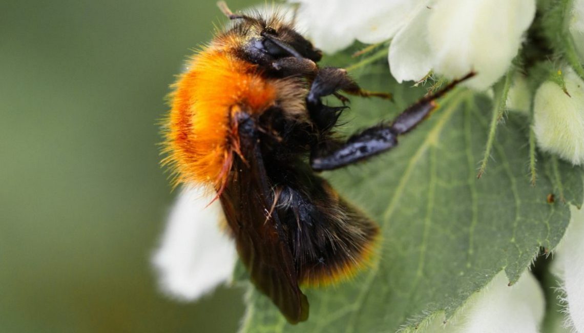 black and yellow bee on white flower